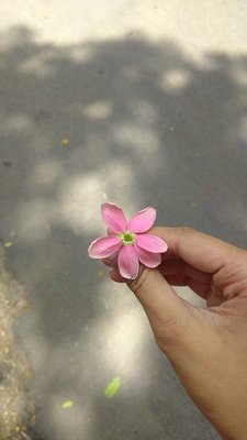 Fresh Pink Flower